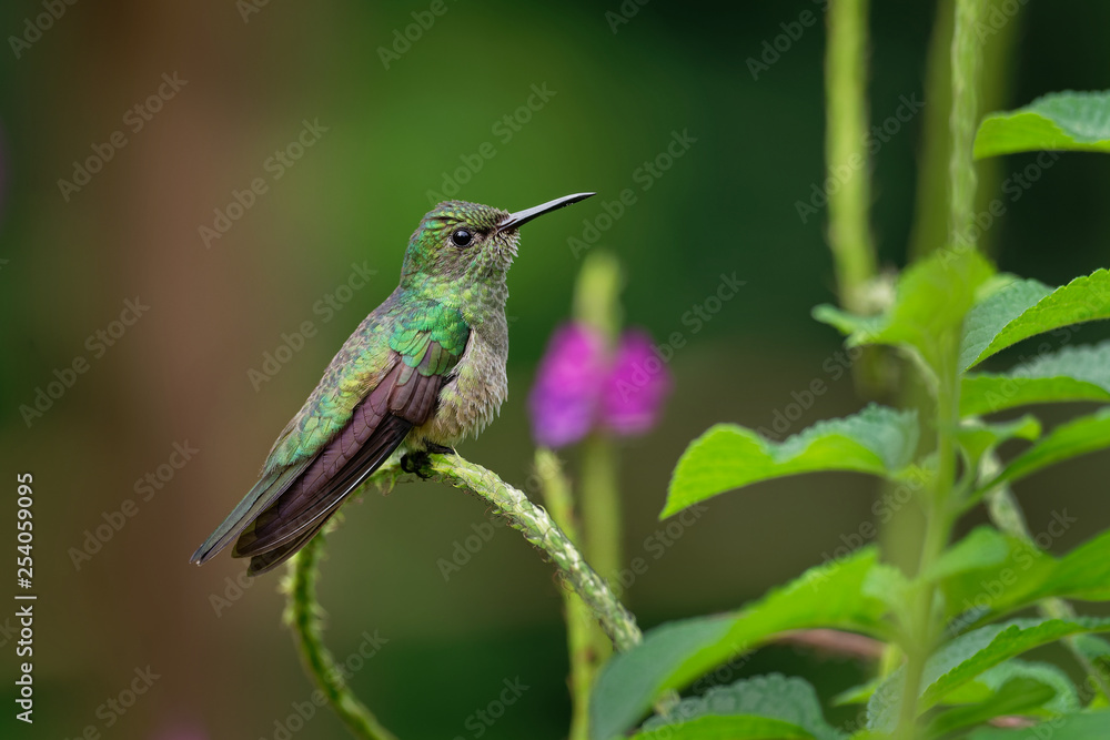 Fototapeta premium Scaly-breasted hummingbird - Phaeochroa cuvierii species of hummingbird in the family Trochilidae.