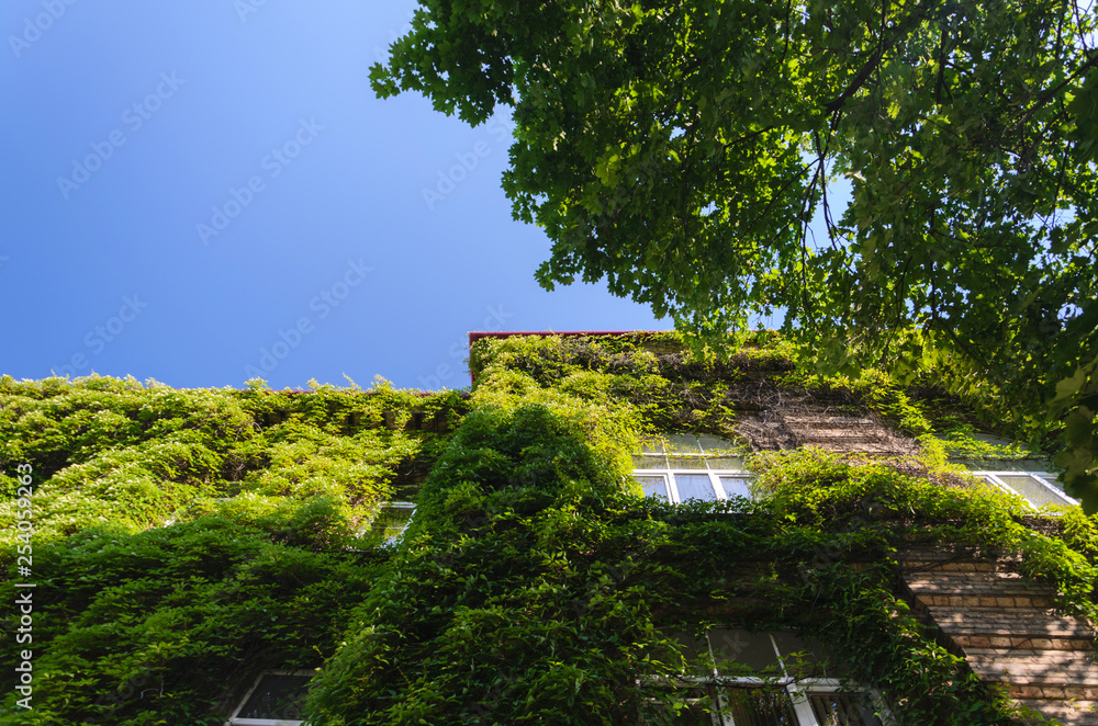 The Facade of the Old Brick Building is Covered with Green Ivy. Luxury Villa with Living Wall
