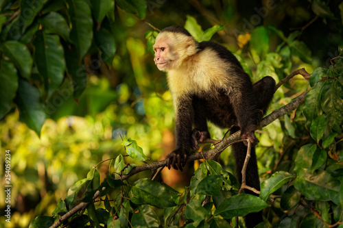 Colombian white-faced capuchin (Cebus capucinus), Colombian white-headed capuchin or Colombian white-throated capuchin © phototrip.cz