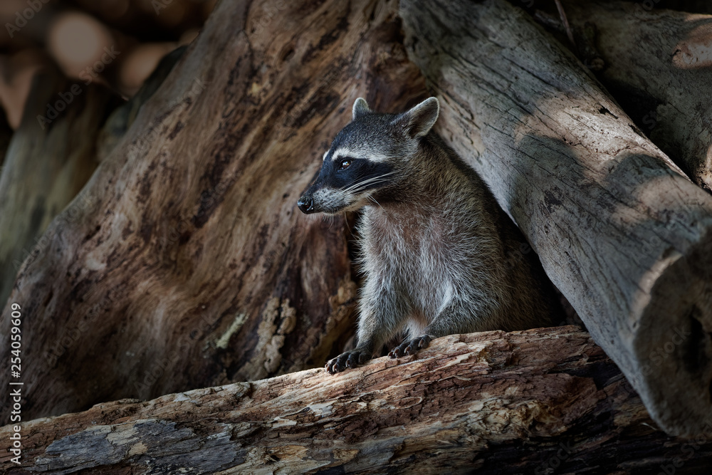 Naklejka premium Raccoon - Procyon lotor also common raccoon, North American raccoon, northern raccoon, or coon, is a medium-sized mammal native to North America
