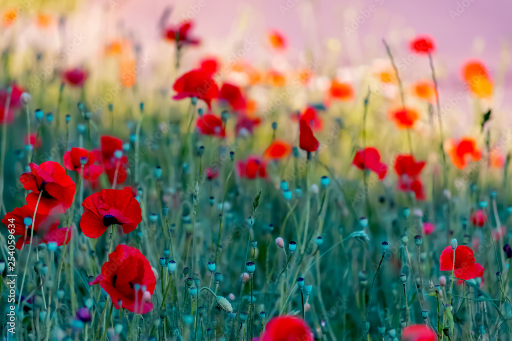 Obraz premium art photography of red poppies with colorful textured background and a grainy texture and noise on all image surface. Nature wallpaper blurry backdrop. Toned image doesn’t in focus.