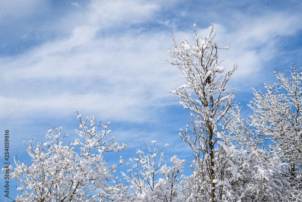 Beautiful snowy day, snow covered tree tops against a blue sky and white clouds
