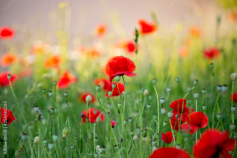 Naklejka premium art photography of blooming red poppies with colorful textured background and a grainy texture and noise on all image surface. Nature wallpaper blurry backdrop. Toned image doesn’t in focus.