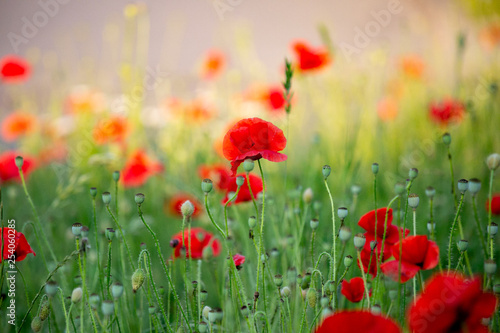 art photography of blooming red poppies with colorful textured background and a grainy texture and noise on all image surface. Nature wallpaper blurry backdrop. Toned image doesn’t in focus.