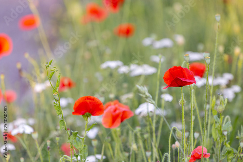 art photography of blooming red poppies with colorful textured background and a grainy texture and noise on all image surface. Nature wallpaper blurry backdrop. Image doesn   t in focus.