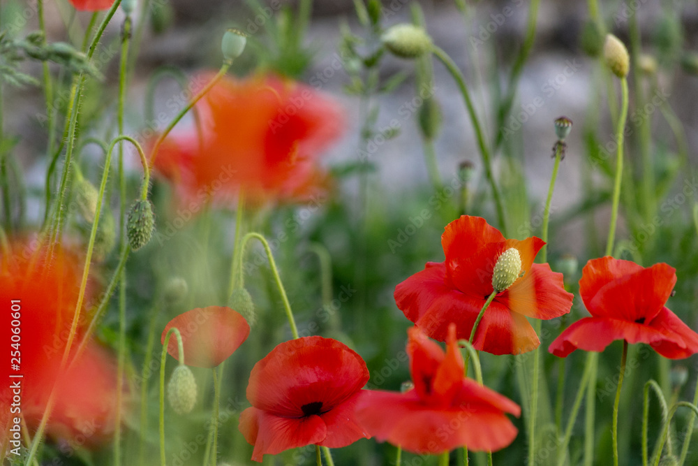 Obraz premium art photography of blooming red poppies with colorful textured background and a grainy texture and noise on all image surface. Nature wallpaper blurry backdrop. Image doesn’t in focus.