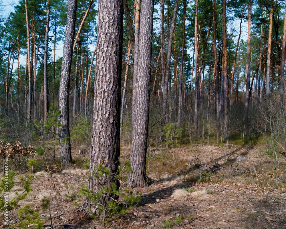 Obraz premium Spring forest