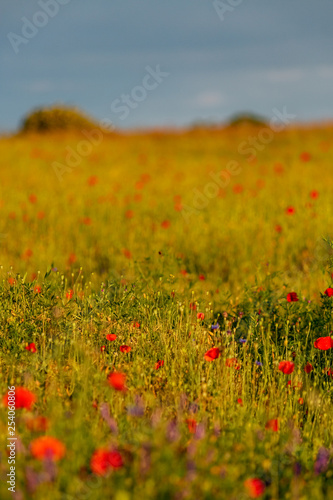 Red flowers field in springtime nature landscape. Blooming poppies flowers of soft focus and grass in summertime. Image is not in focus. Blyrry background.