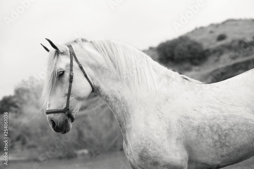 portrait of white  pure  spanish stallion posing  into  lake. Andalusia. Spain