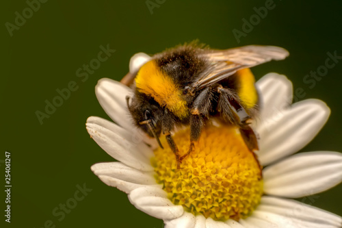 POLEN Image of bee or honeybee on yellow flower collects nectar. Golden honeybee on flower pollen with space blur background for text. Insect. Animal