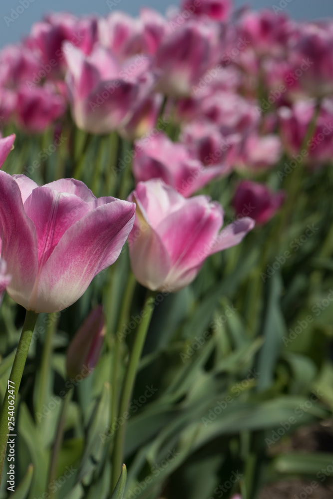 Netherlands,Lisse, a close up of a flower