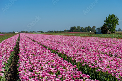 Netherlands,Lisse, a group of purple flowers in a field