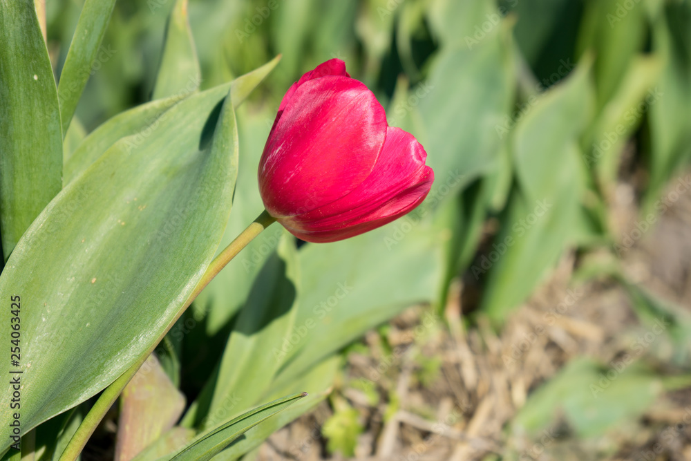 Fototapeta premium Netherlands,Lisse, a close up of a green plant