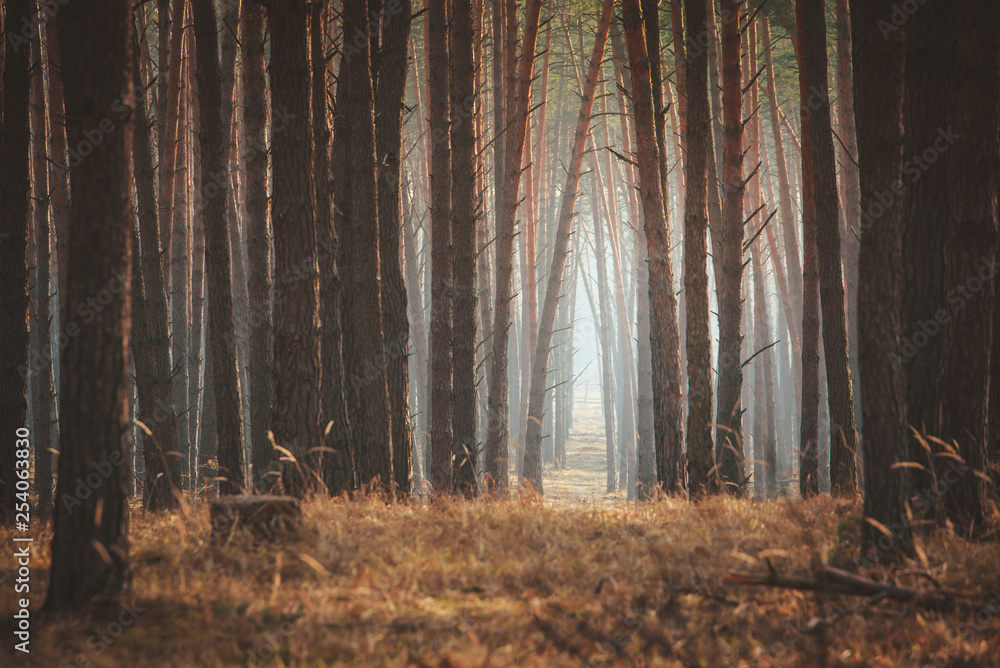 Fototapeta premium Beautiful empty misty pine forest