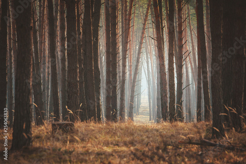Fototapeta Naklejka Na Ścianę i Meble -  Beautiful empty misty pine forest