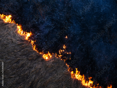 fire. wildfire, burning pine forest in the smoke and flames.