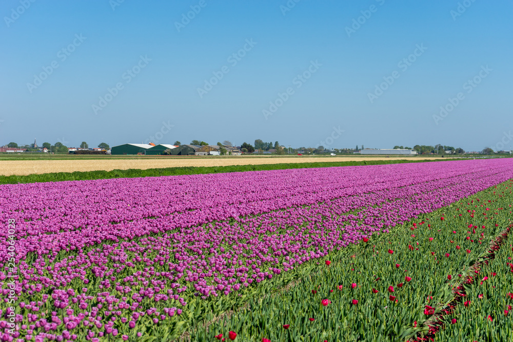 Netherlands,Lisse, a red flower in a field