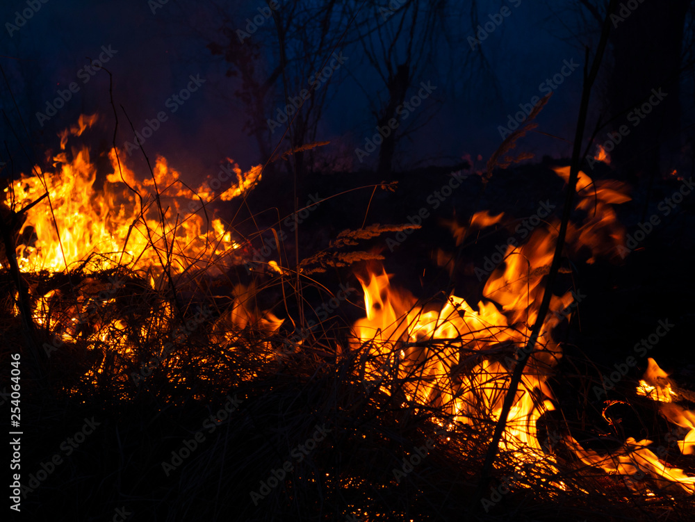 fire. wildfire, burning pine forest in the smoke and flames. fire. wildfire, burning pine forest in the smoke and flames.