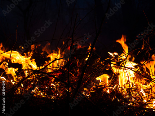 fire. wildfire, burning pine forest in the smoke and flames.