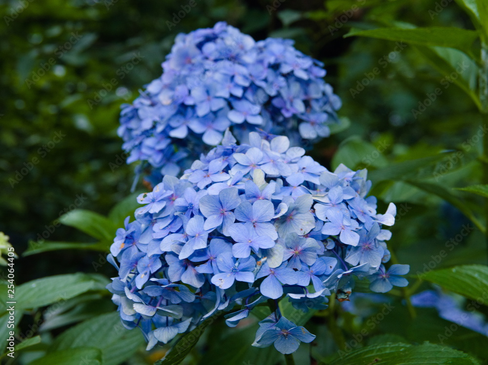 blue flowers in garden