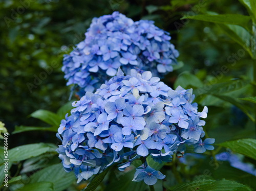 Obraz na płótnie blue flowers in garden w salonie