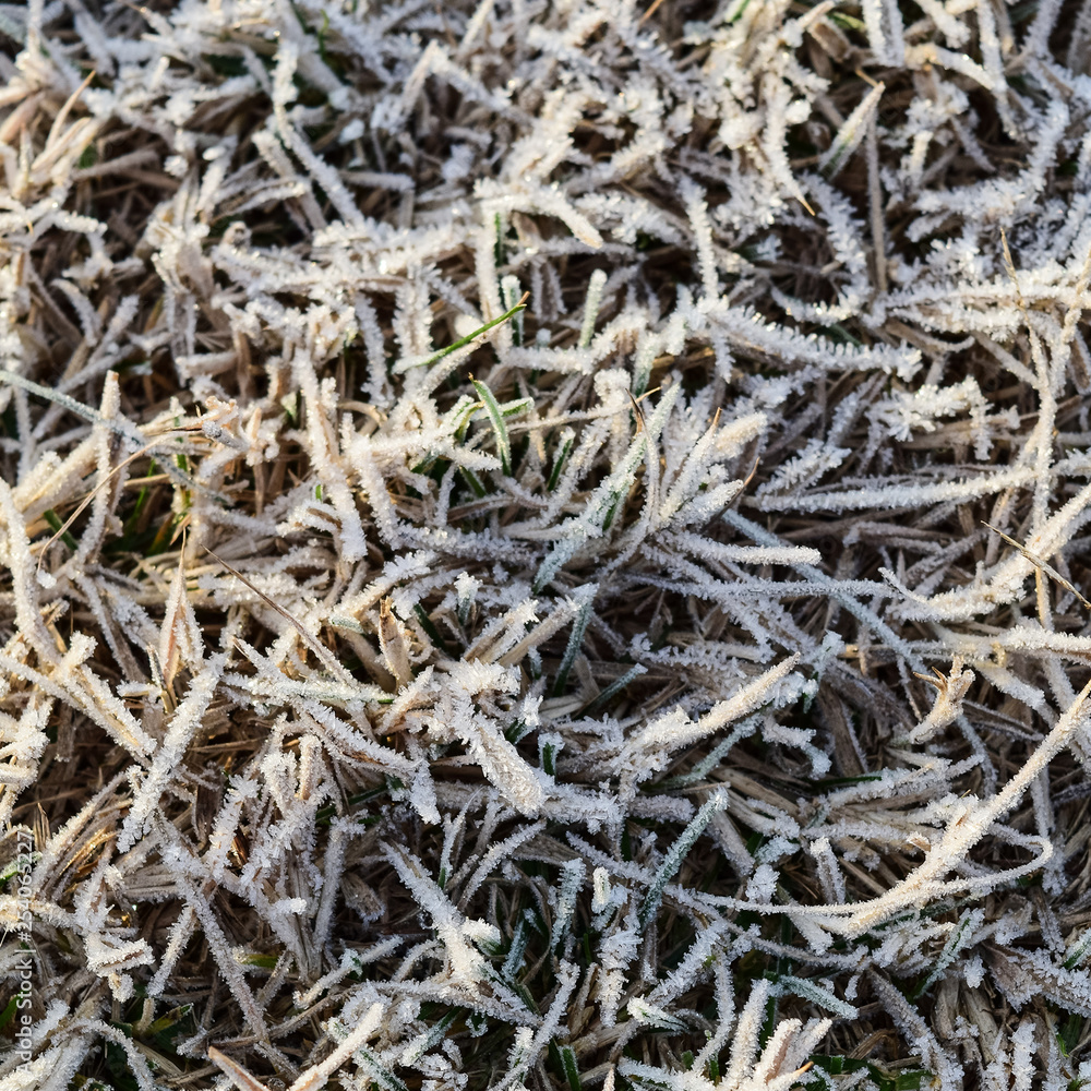 Background of frosted grass. Frost on the grass Background of frosted grass. Frost on the grass