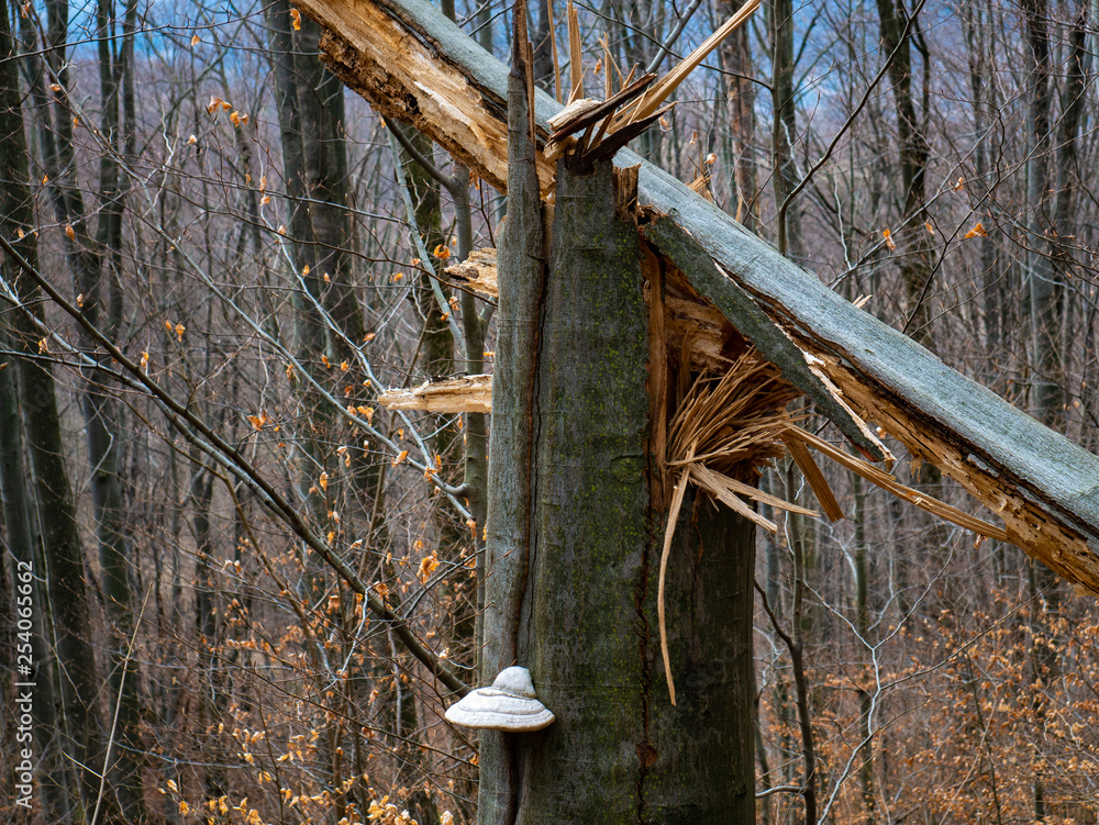 Beech forest without leaves in early spring and sunshine