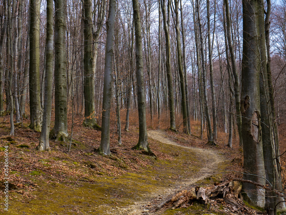 Fototapeta premium Beech forest without leaves in early spring and sunshine