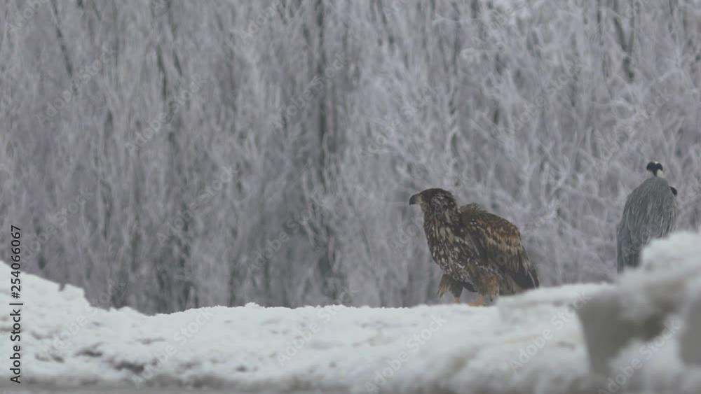 White-tailed eagle on ice, winter White-tailed eagle on ice, winter