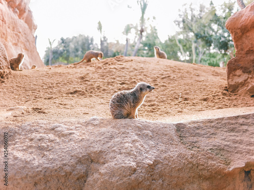 Suricata resting in the sun photo