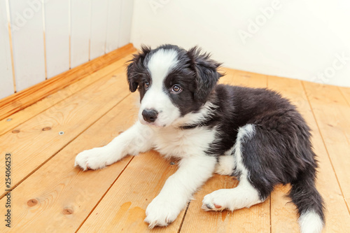 Funny portrait of cute smilling puppy dog border collie indoor. New lovely member of family little dog at home gazing and waiting. Pet care and animals concept © Юлия Завалишина