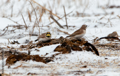 Horned Larks photo