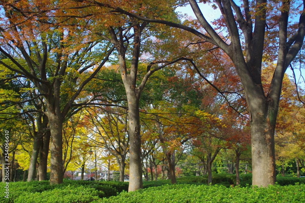 紅葉　公園　堺市