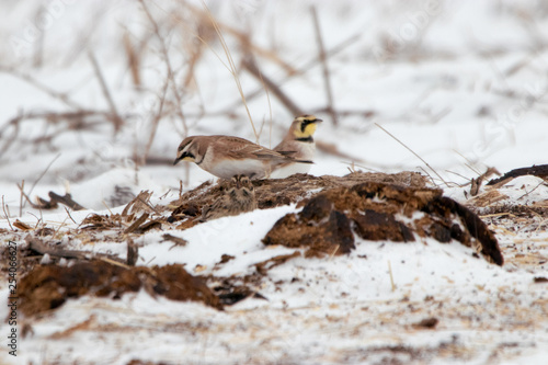 Horned Larks in Snow photo