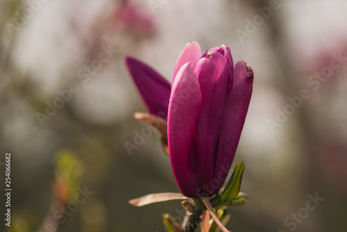 pink magnolia flower on a branch in the spring