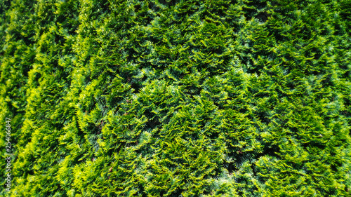 Hedge Thuja Texture. Green Fir Tree Plants Background