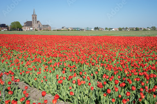 Netherlands Lisse  a red flower in a field