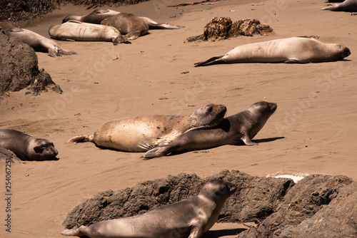 Elephant Seals