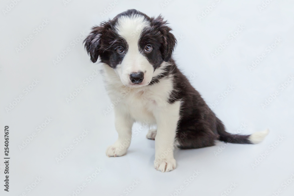 Funny studio portrait of cute smilling puppy dog border collie on white background. New lovely member of family little dog at home gazing and waiting. Pet care and animals concept