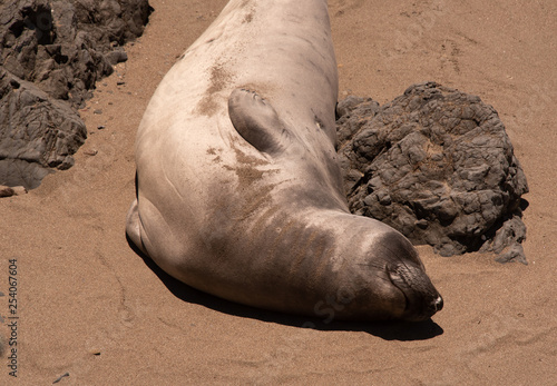 Elephant Seals