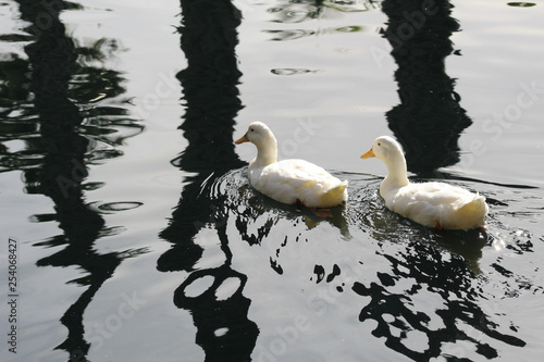 Ducks on water