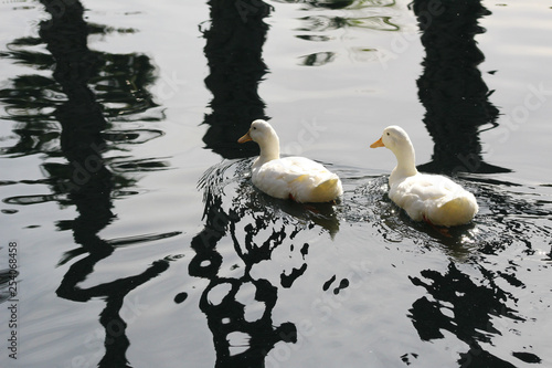 Ducks on water