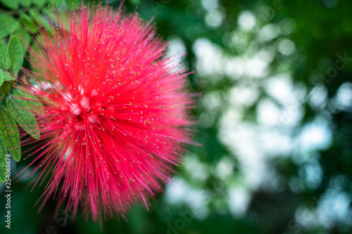 Calliandra haematocephala