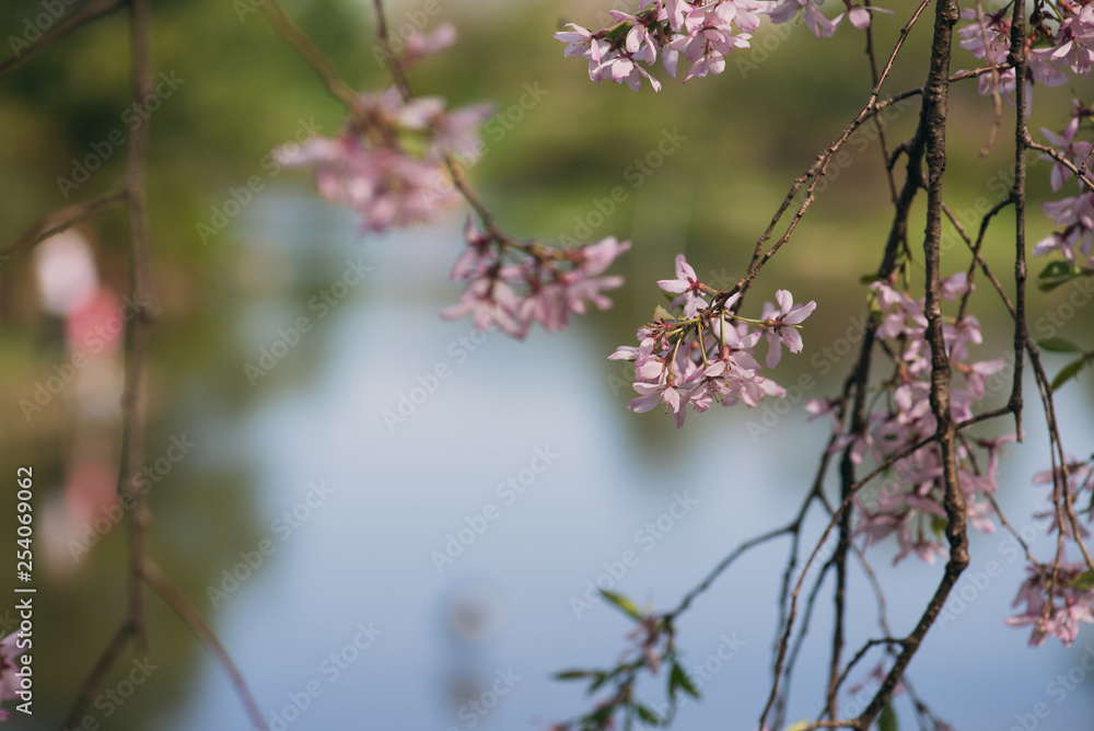 pink cherry blossoms on a branch in the Spring pink cherry blossoms on a branch in the Spring