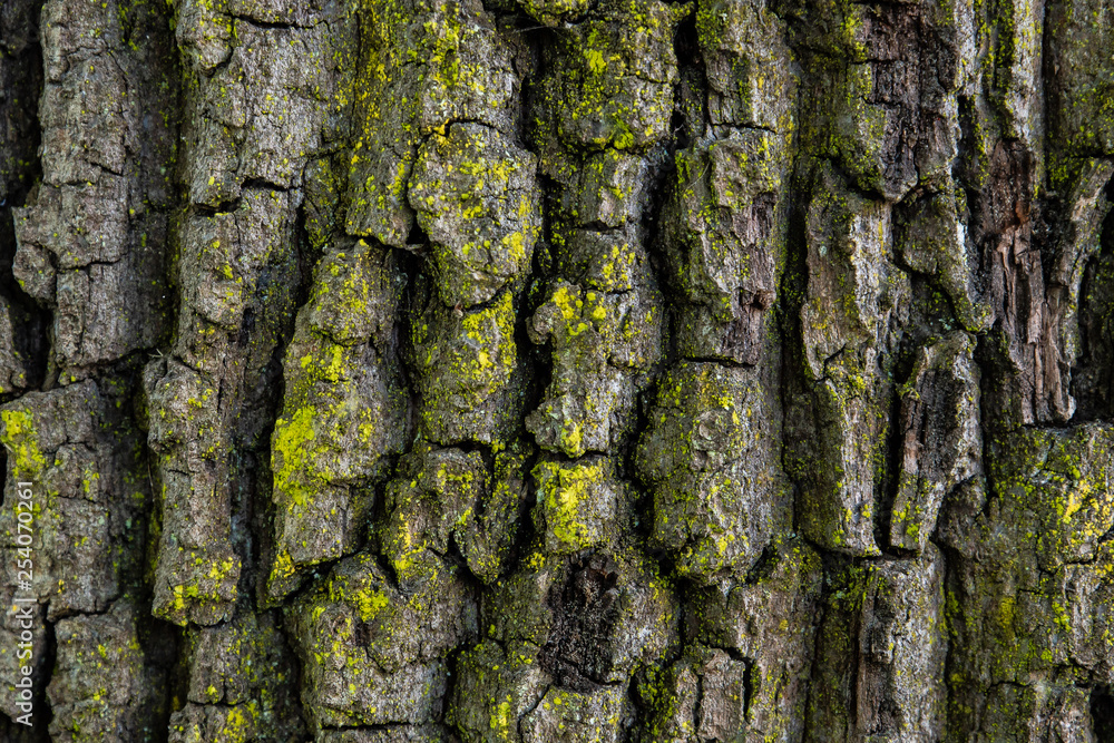 bark of a tree close up macro texture background bark of a tree close up macro texture background