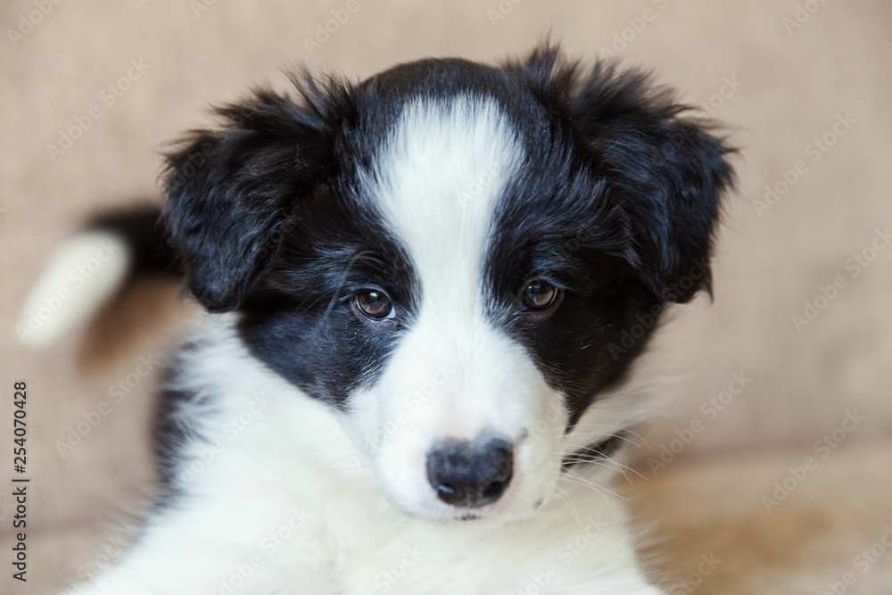 Funny portrait of cute smilling puppy dog border collie on couch. New lovely member of family little dog at home gazing and waiting. Pet care and animals concept