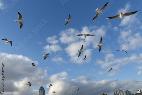 Seagulls in the skies of Istanbul above the sea a very beautiful view