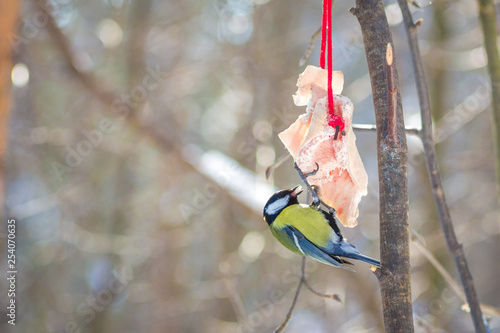 Fotografie hungry wild bird titmouse on a tree in spring forest