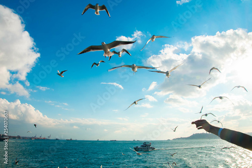 Seagulls in the skies of Istanbul above the sea a very beautiful view