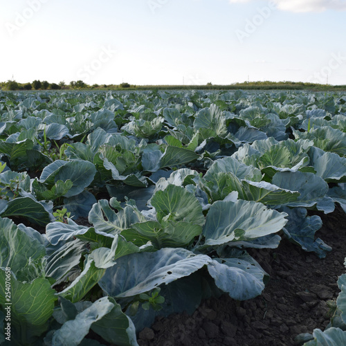 Cabbage field. Cultivation of cabbage in an open ground in the field. Month July  cabbage still the young